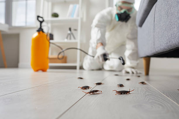 Commercial Kitchen Cockroach Control in Blue Mountain